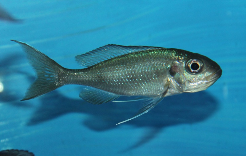 Ophthalmotilapia ventralis 'Kasanga'